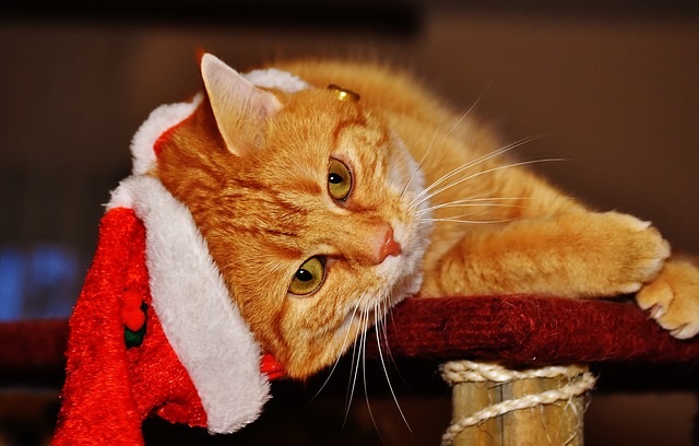 猫と過ごすクリスマス！猫も食べられるおすすめレシピ紹介