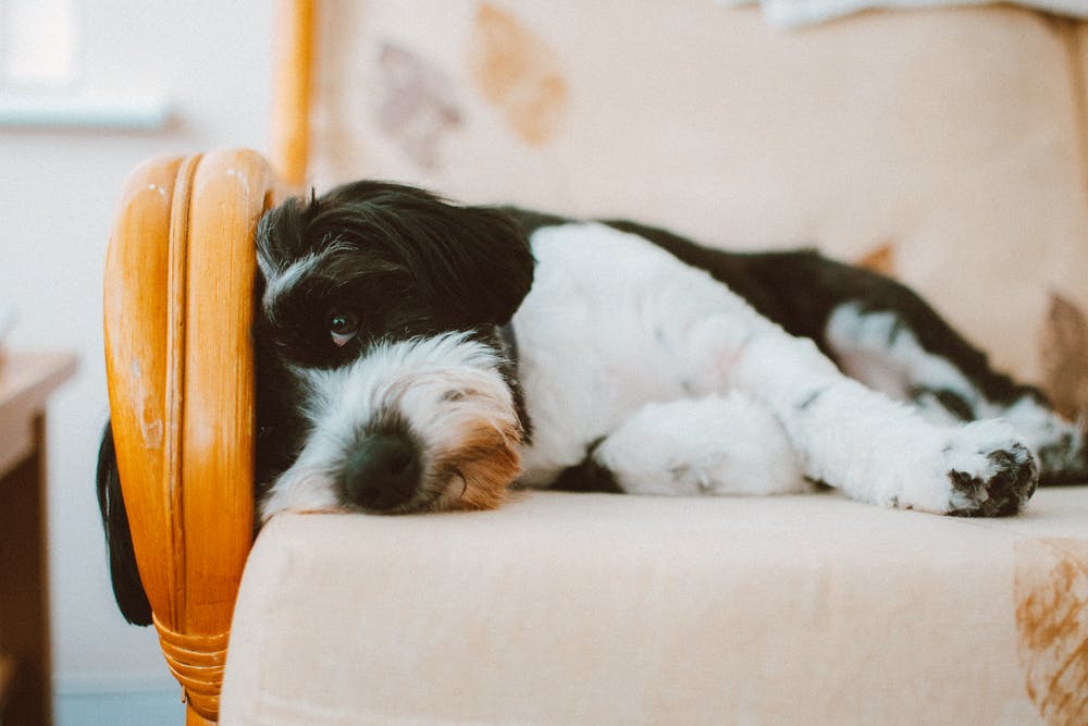 犬の常同行動や不眠症、元気・食欲低下について