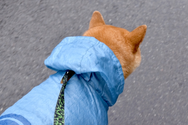 雨や雪でも楽しくお散歩を！犬用レインコートの活用法
