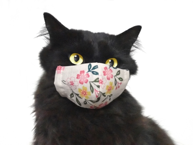 猫が咳をしているときに考えられる病気と予防法について