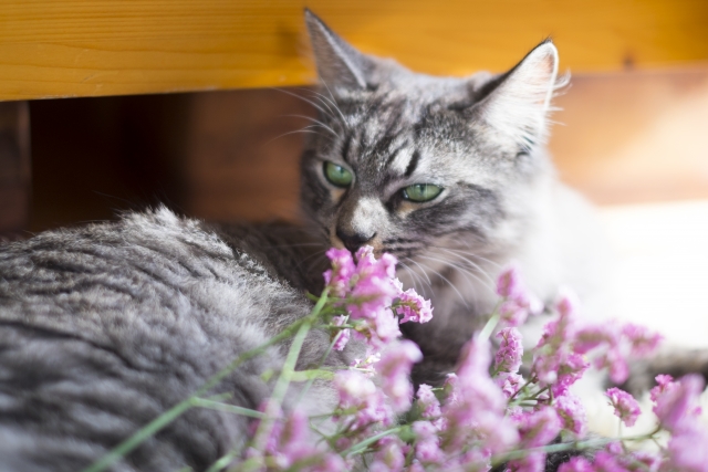 猫が咳をしているときに考えられる病気と予防法について
