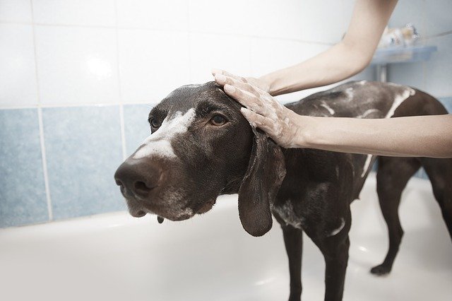 犬がシャワーを嫌がる！理由と対策はあるのでしょうか？