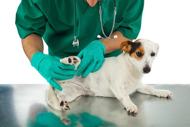 犬の皮膚糸状菌症にはご注意を。人にもうつってしまうかも？！