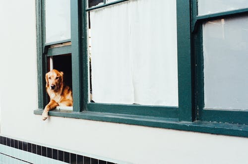 玄関で飼い主の帰りを待つ愛犬の心理