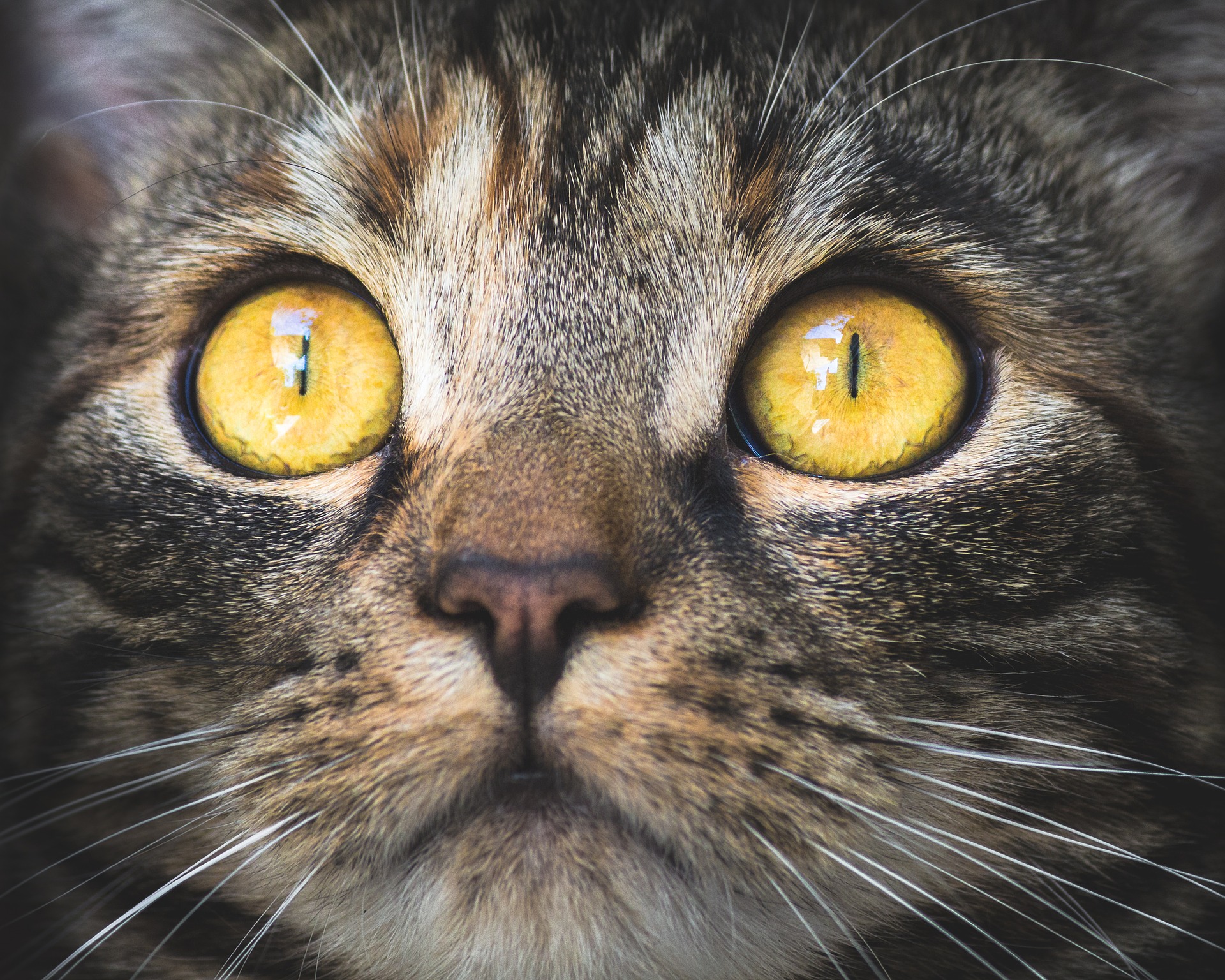 猫の目ヤニがひどい時に考えられる原因は？目のケアのポイント