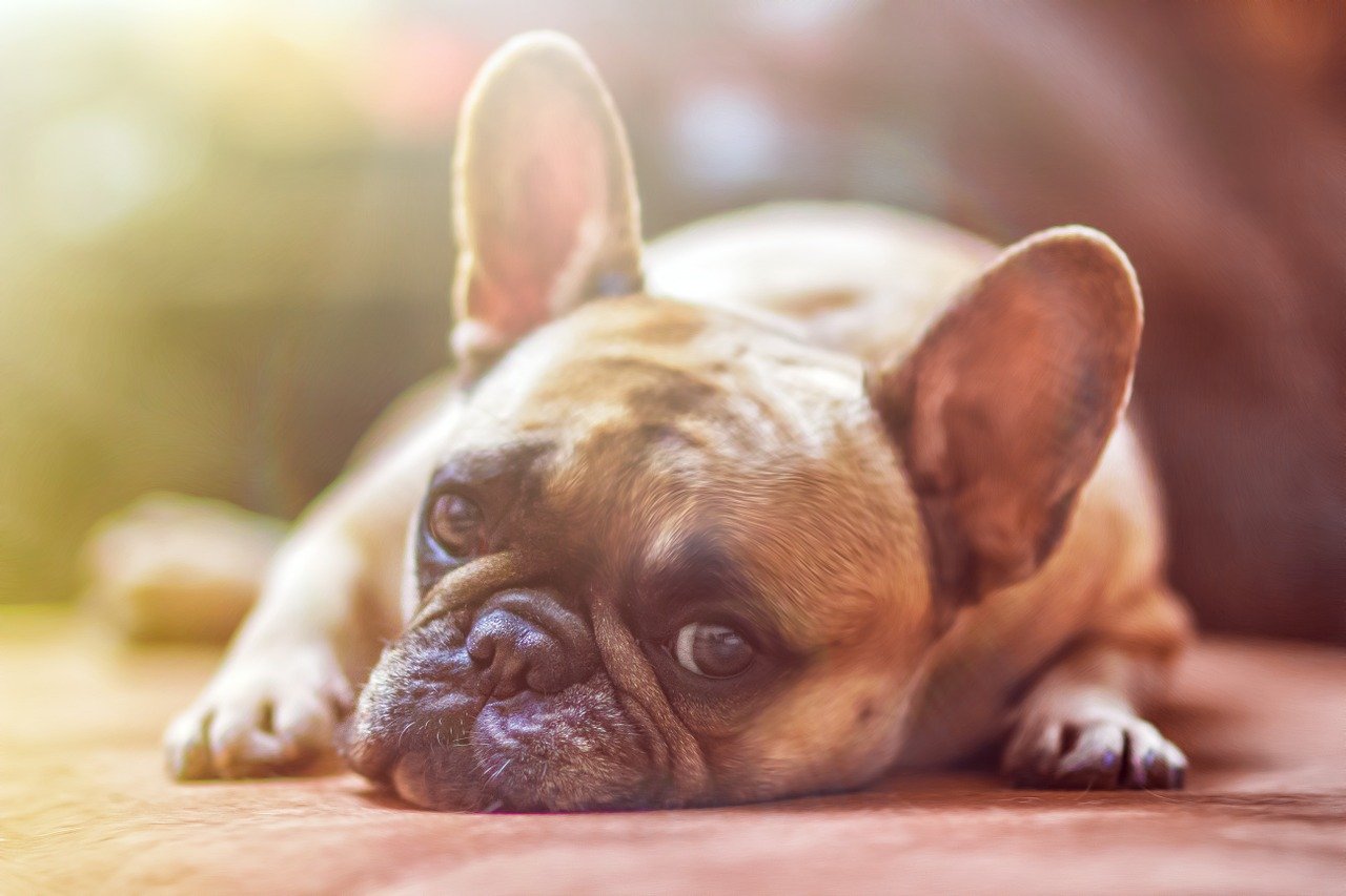 犬の体臭が気になる？腸内環境と体臭の関係性と臭い対策