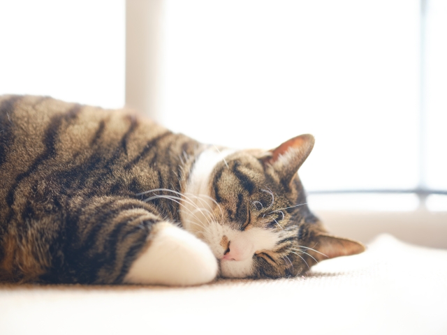 猫は本当に、よく寝る動物なのか？