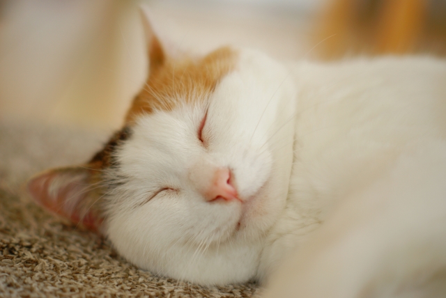 猫は本当に、よく寝る動物なのか？