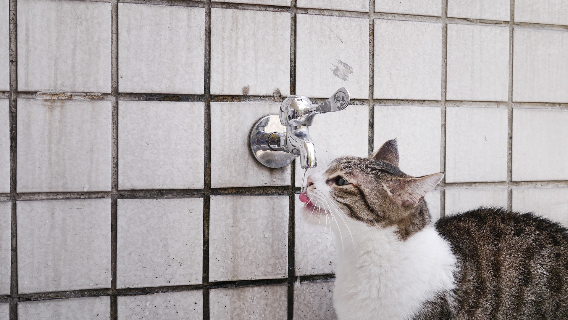 猫に水分を摂らせよう！元気と健康のために水を摂らせるコツ