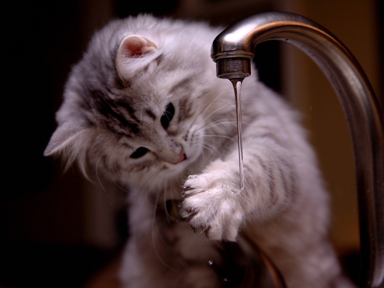 猫に水分を摂らせよう！元気と健康のために水を摂らせるコツ