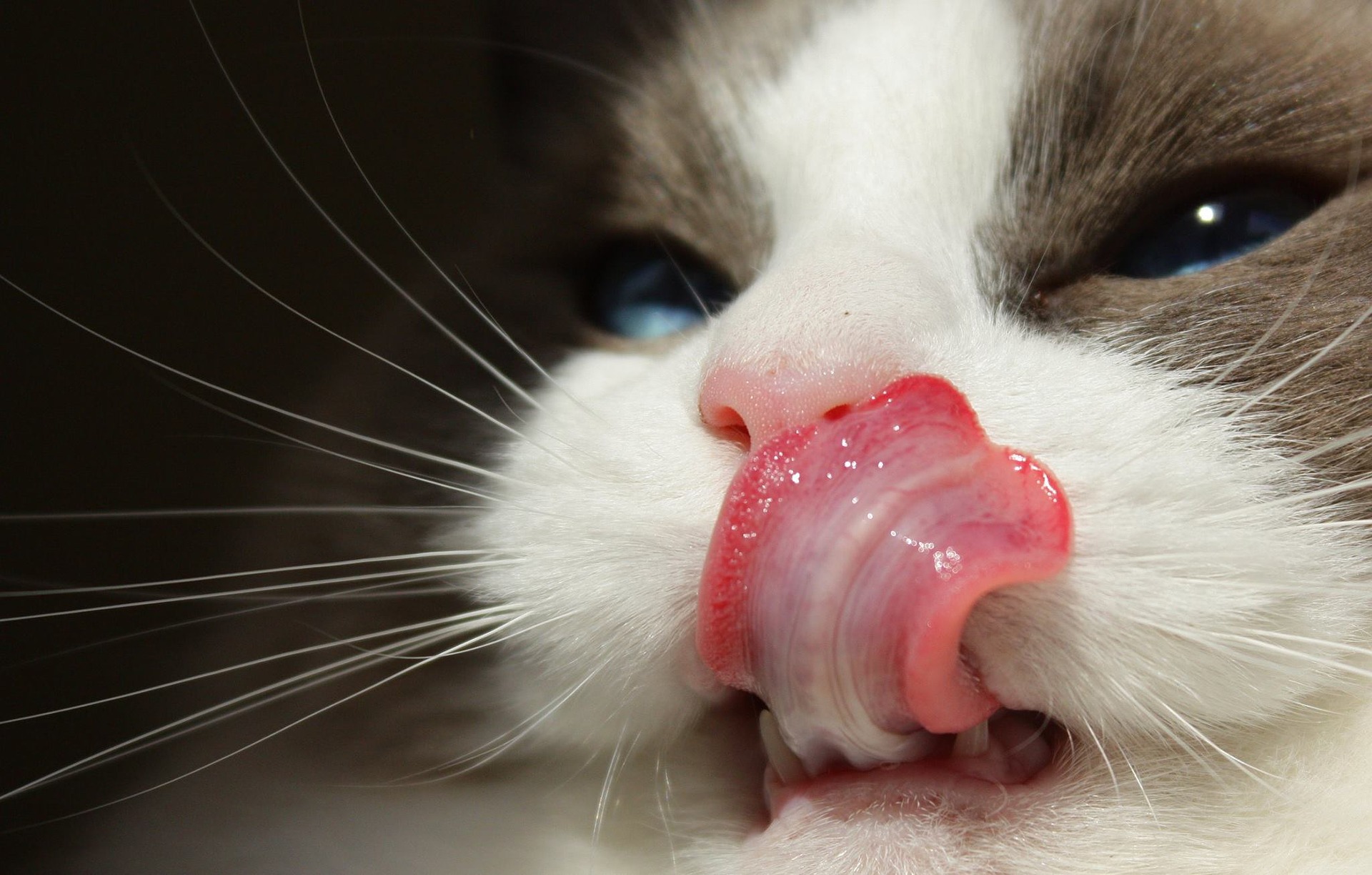 猫舌って本当？猫に適切な食事内容を考える