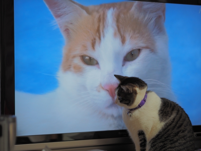 テレビを見る猫、見ない猫。