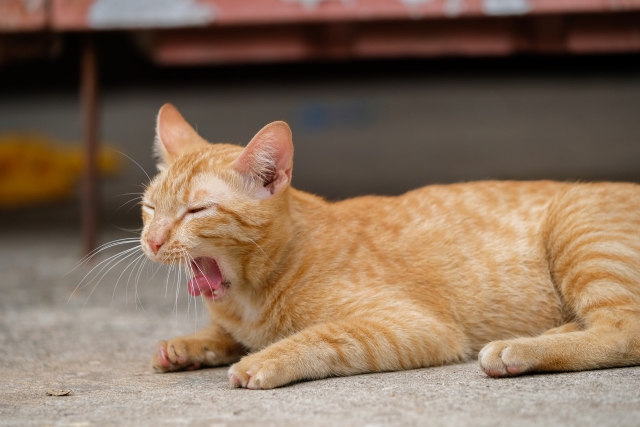 猫の怖い病気「鼻腔内腫瘍」とは？治療法や予後について