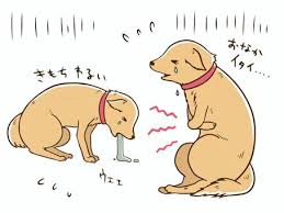 犬の炎症性腸疾患について