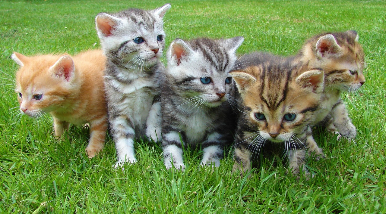 猫の複数飼育にむけて！先住猫と新しい猫の顔合わせの仕方を解説。
