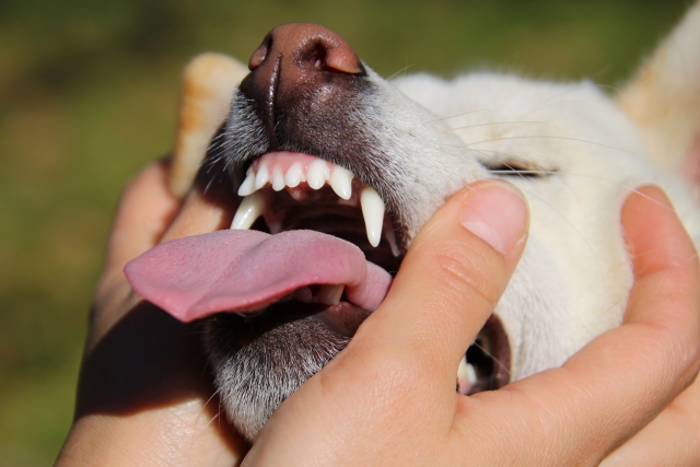 犬の歯は人間とどう違うの？歯の種類やかみ合わせについて解説
