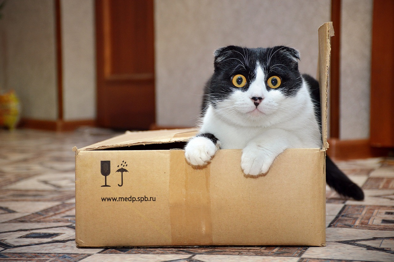 猫との引っ越しを成功させるための注意点とは？