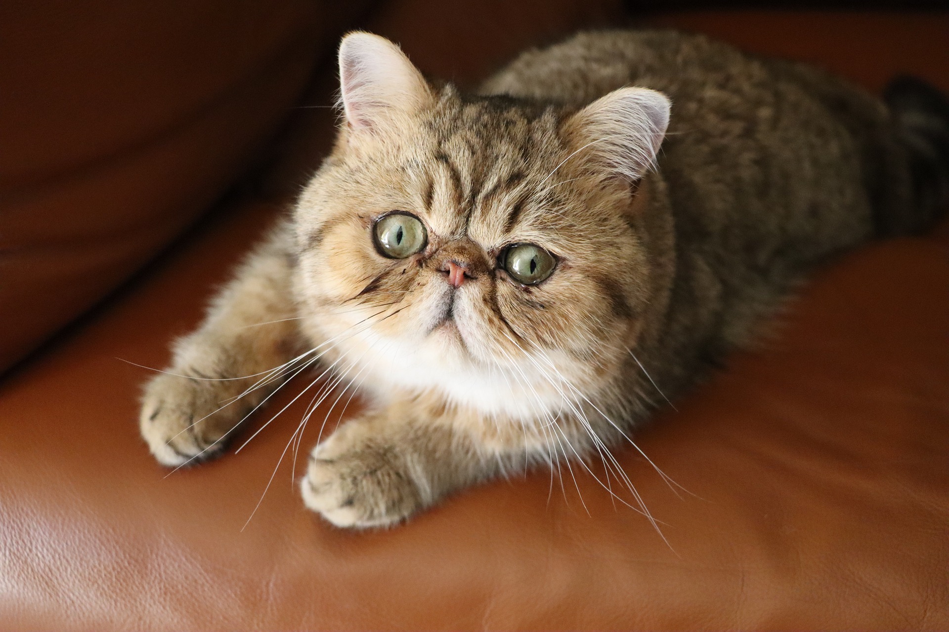 ベックウィズ・ヴィーデマン症候群の人の今後の見通しはどのようなものですか?