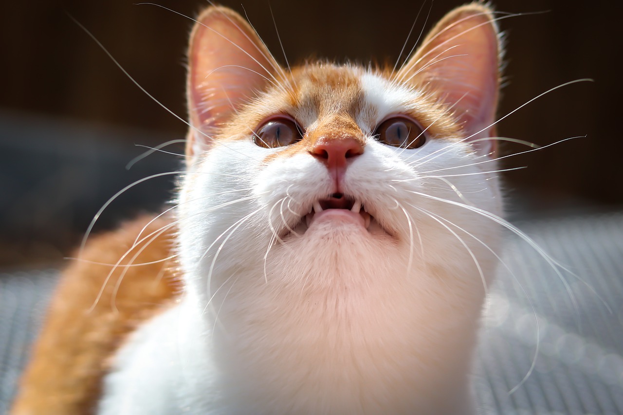 猫の変顔「フレーメン反応」にはどんな意味があるの？