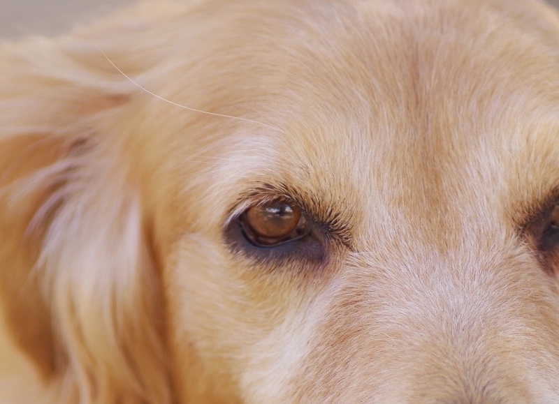 犬の正常な目やにと病気が目やにの見分け方とは？