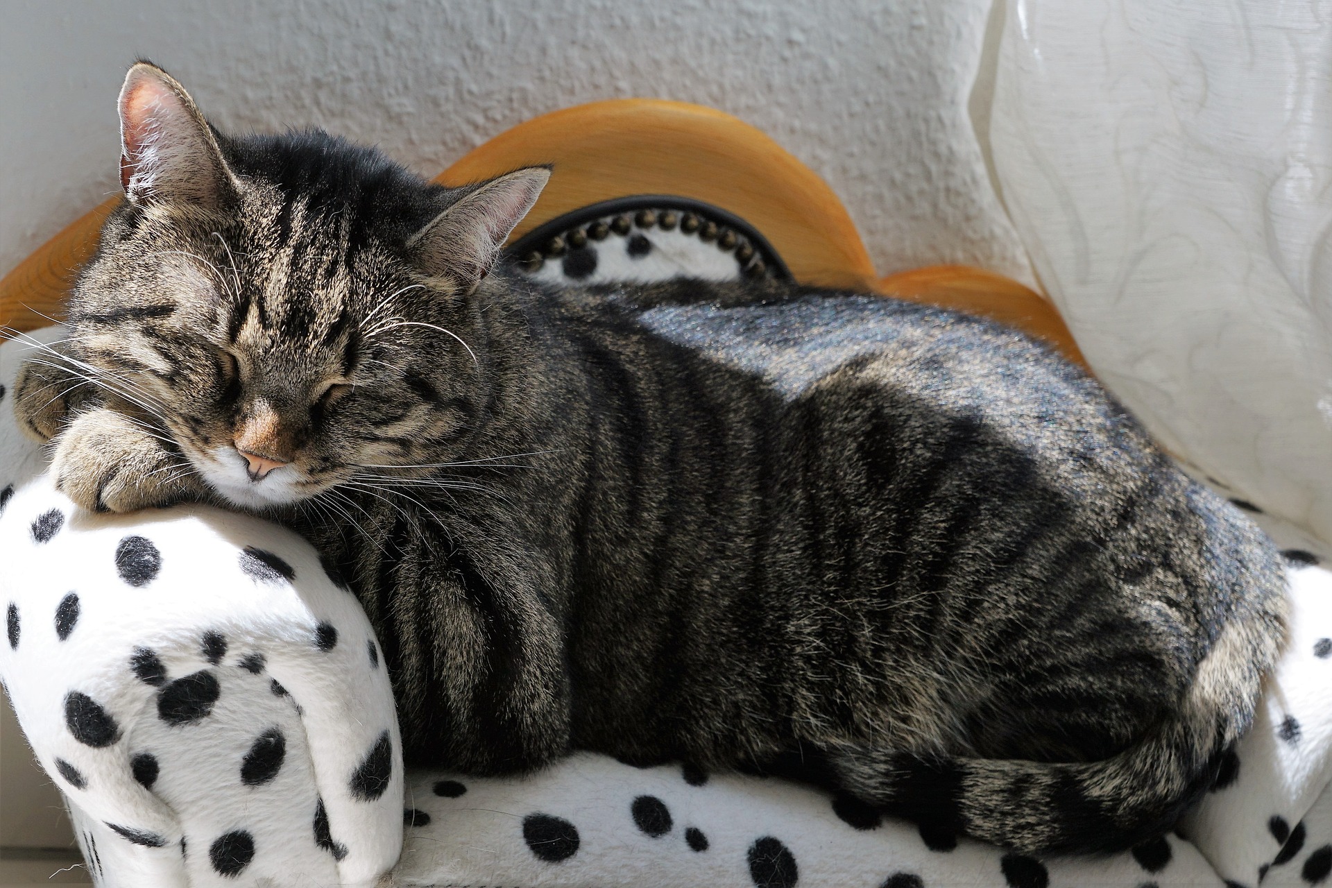 愛猫が夜寝てくれない!対策とポイント