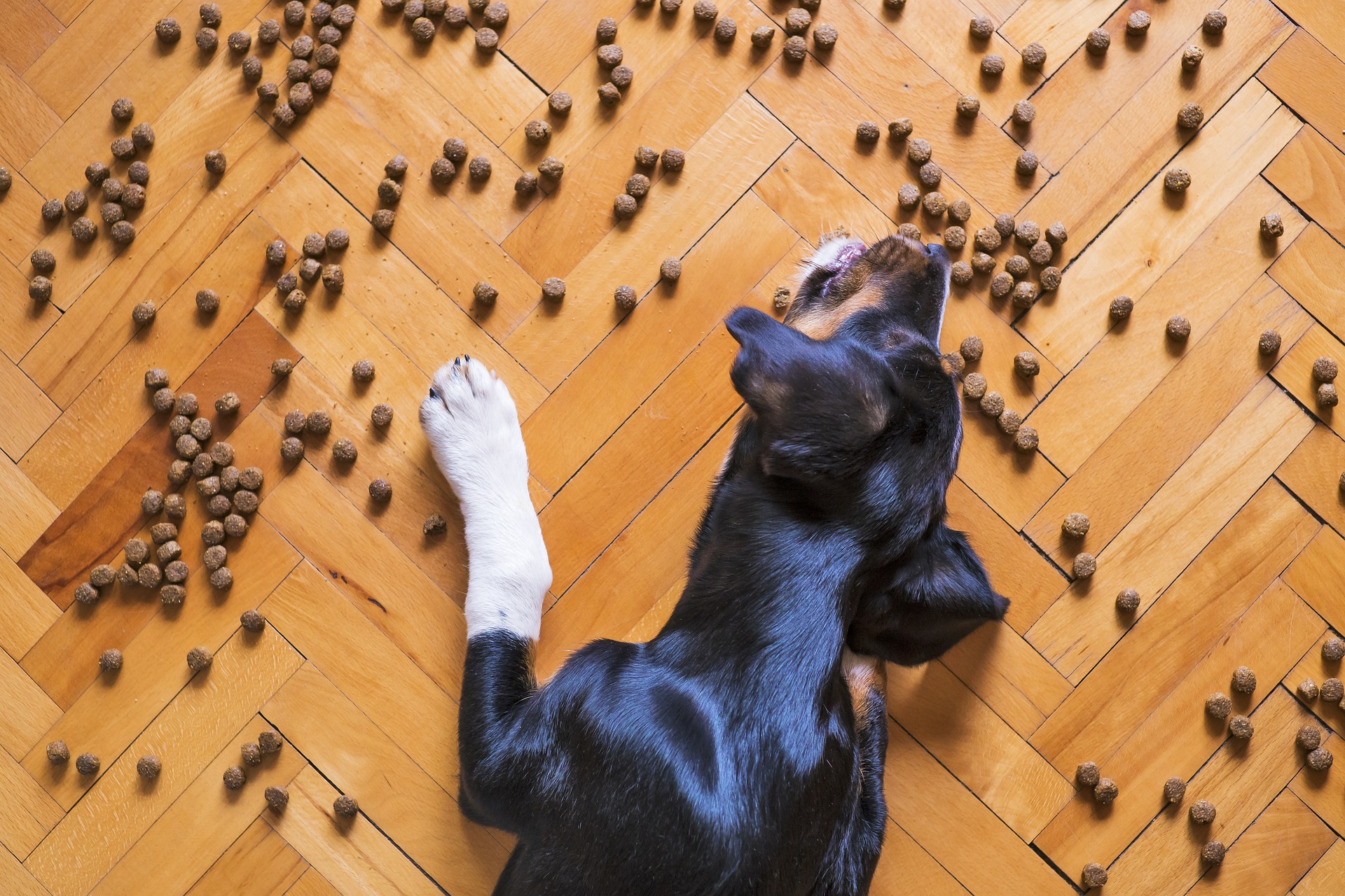 犬が食器をひっくり返す心理は？対策とポイント