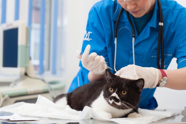 猫の避妊手術の流れ、その後の注意点などを詳しく解説！