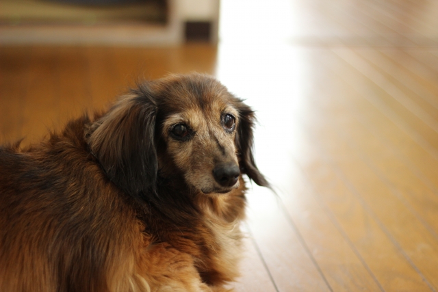 長寿化しつつあるペットたち、犬と猫のシニア期を迎える準備