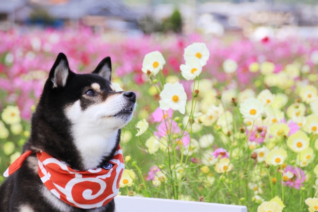 犬と猫のアレルギー疾患、花粉の季節は悪化に注意！