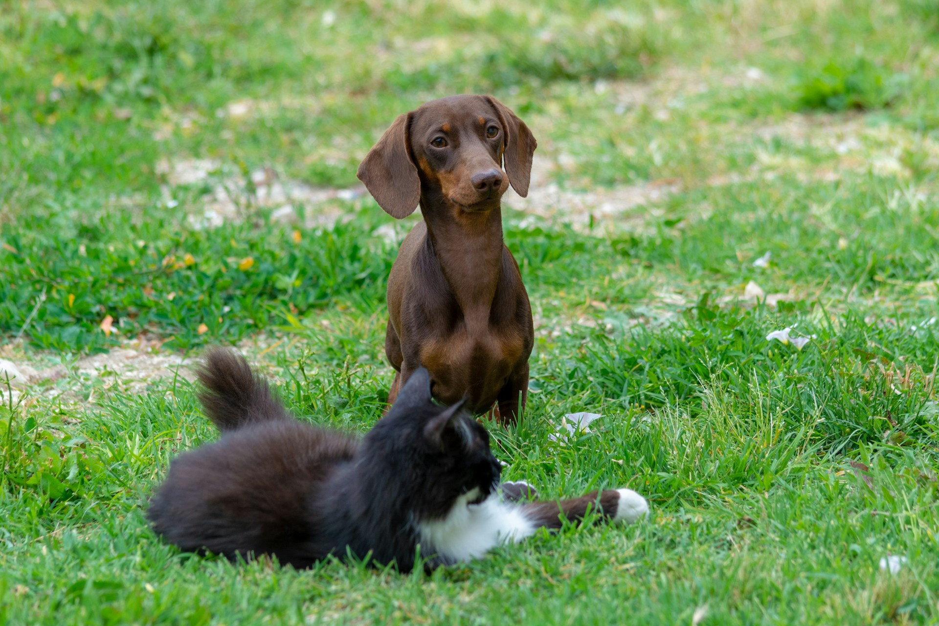 愛犬・愛猫もおしゃれしたい！ 飼い主さんとのお揃いコーデも