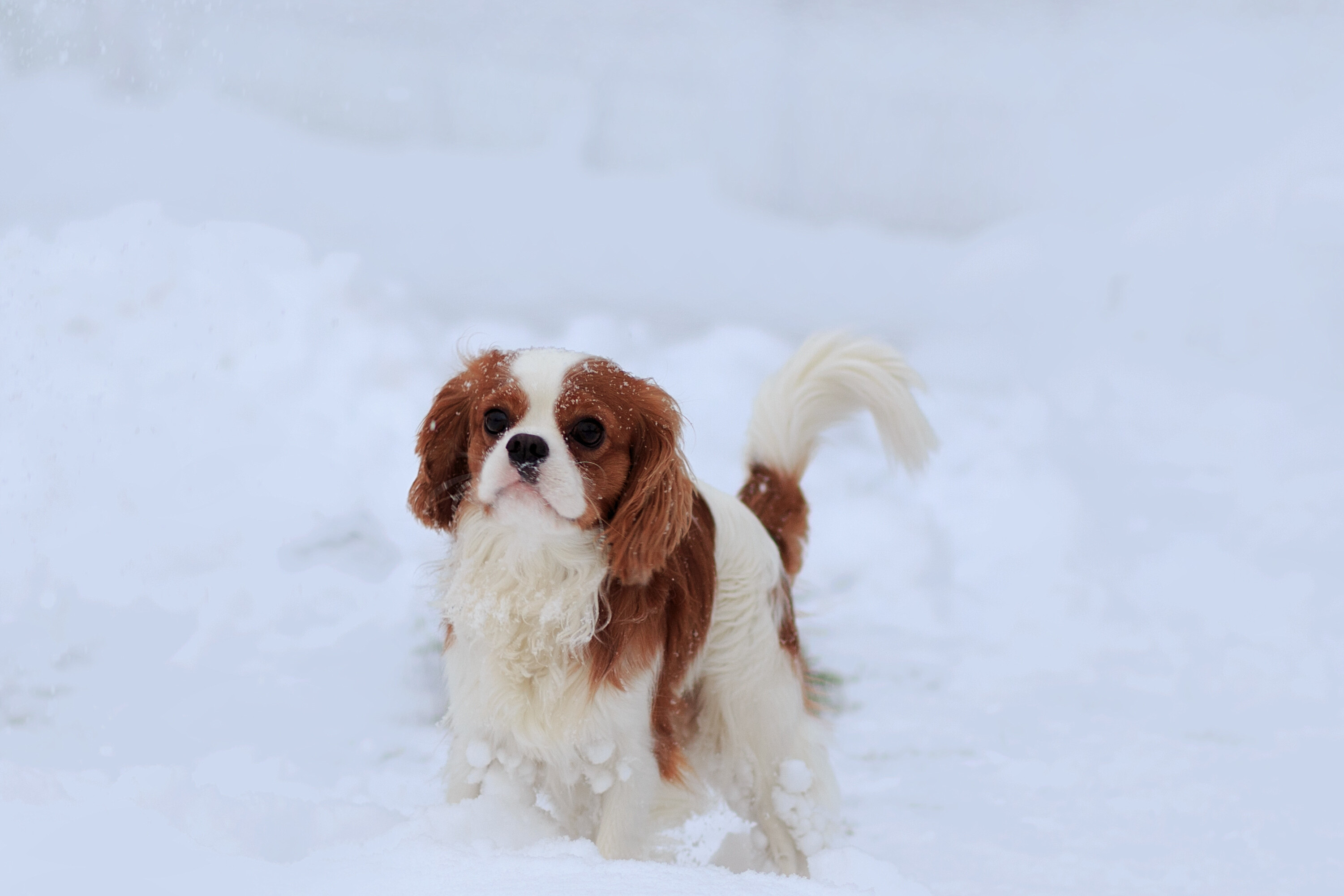 原因別！犬の震えへの対策