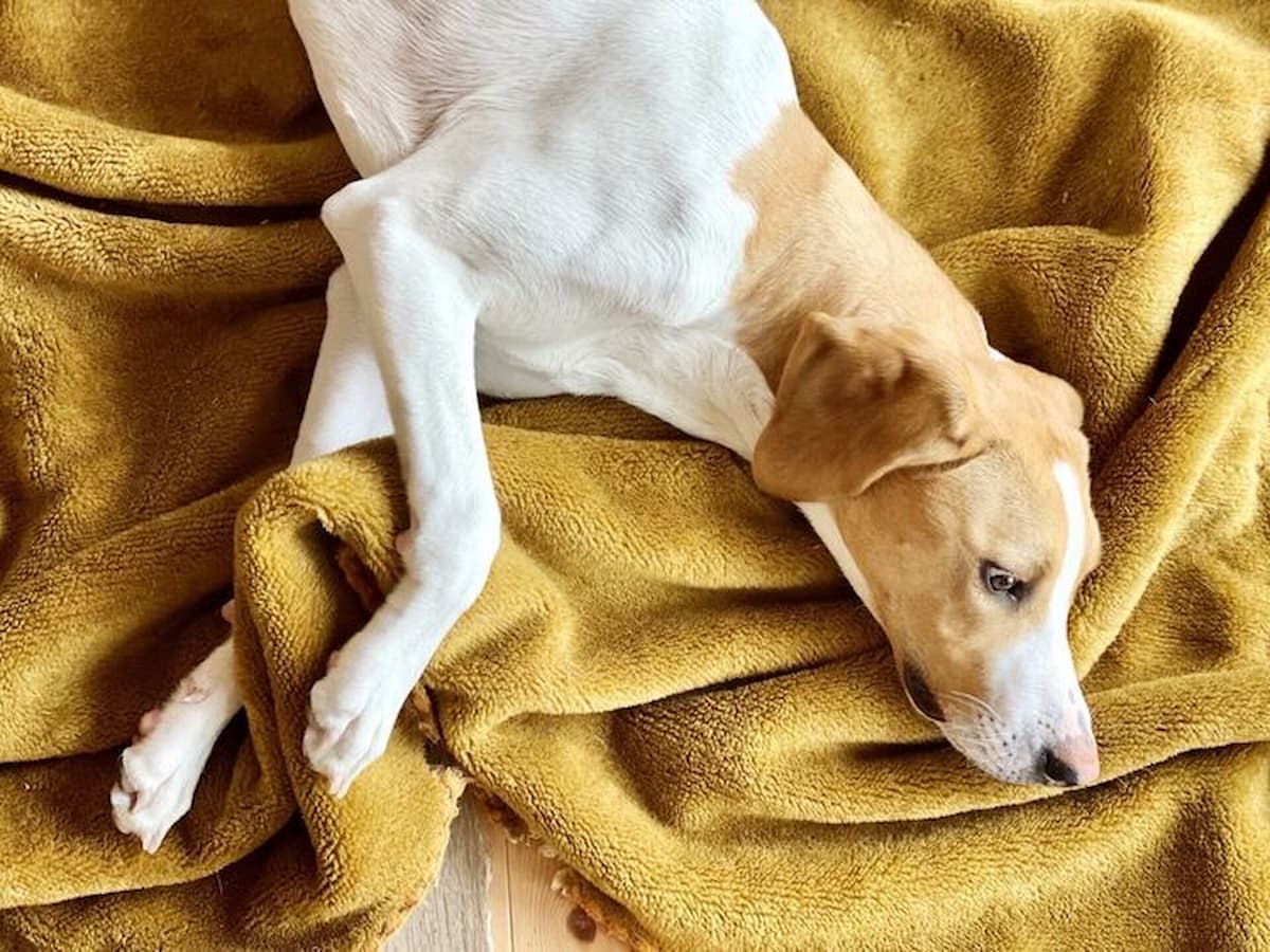 原因別!犬の震えへの対策