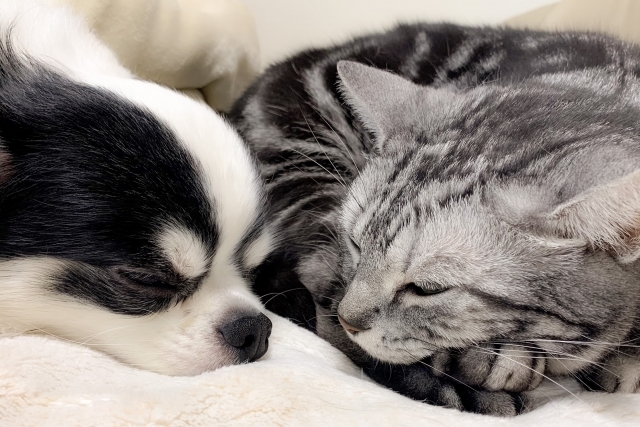 犬と猫、予防が肝心な夏の感染症