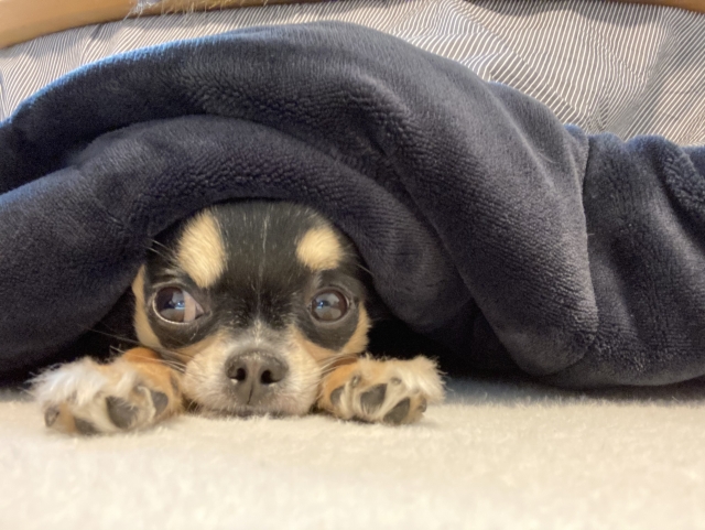 ペットと過ごす冬に備えて、今しておきたい冬支度