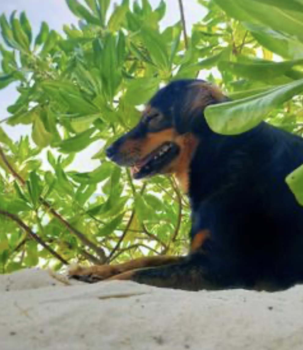 夏前から始める熱中症対策 ― 犬と猫の暑さ対策