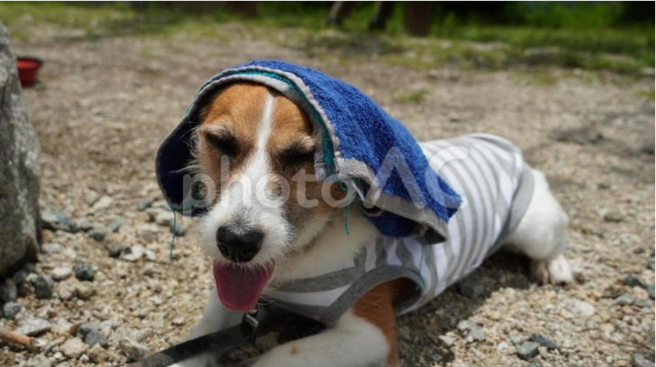 夏の疲れをためないために ― 犬と猫の夏バテ対策