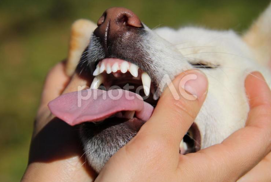 毎日のケアが健康寿命を支える―犬と猫のお口の健康