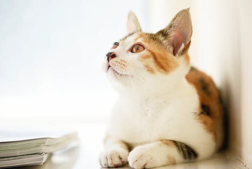 猫の扁平上皮癌について