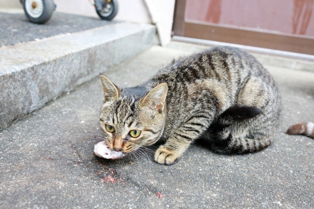 水が苦手な猫が魚好きな理由はなぜ？理由は日本のルーツにあった！