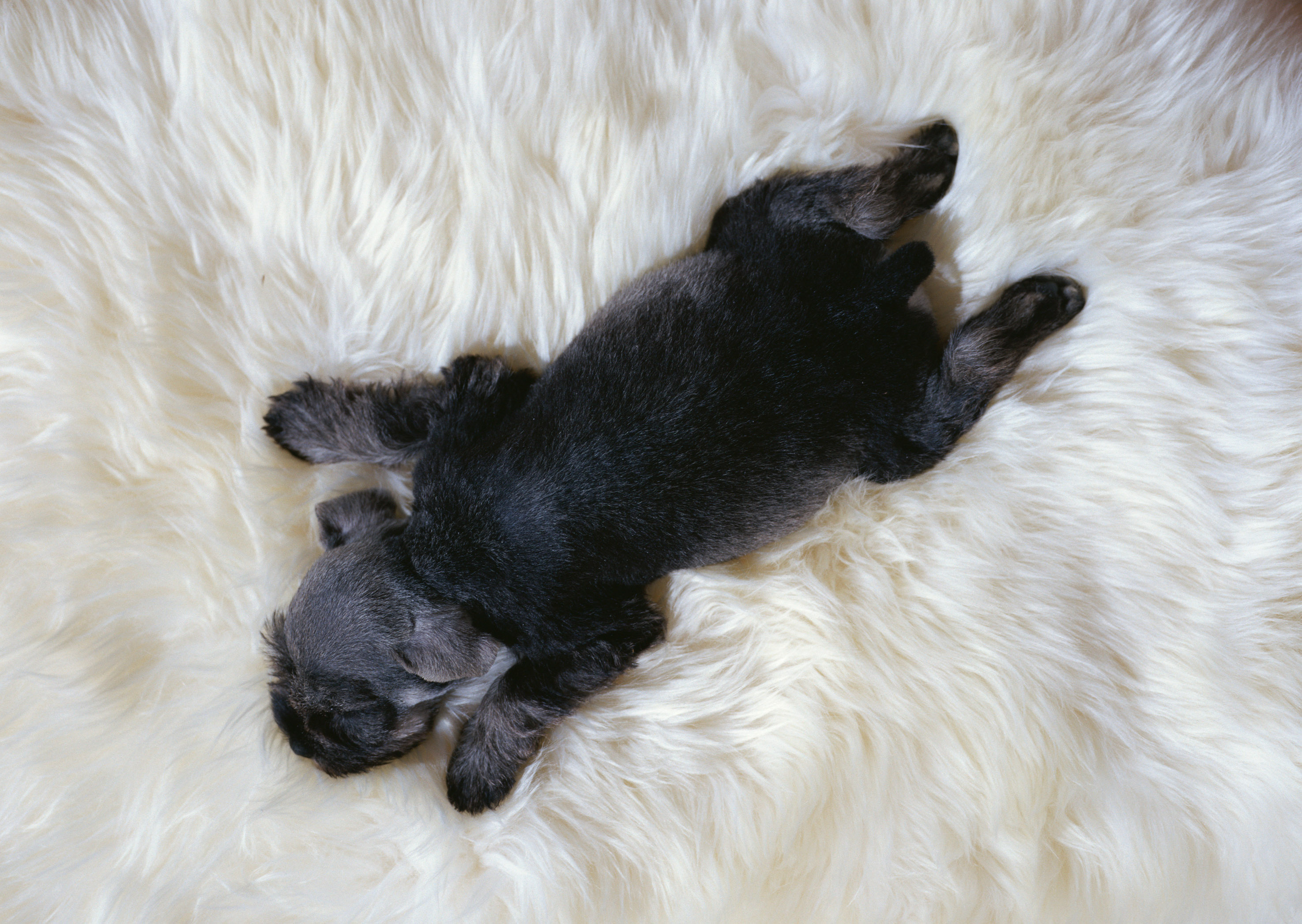 犬の若年性蜂窩織炎って？症状、治療について詳しく解説します！