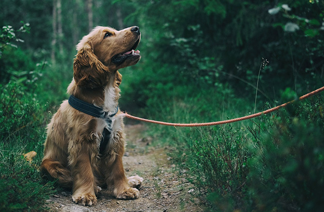 犬が散歩中に立ち止まって動かなくなる7つの理由と対策法
