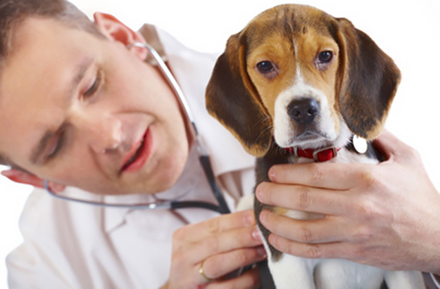 愛犬が手足を噛んではげてしまう舐性皮膚炎　ストレスの原因と対策法