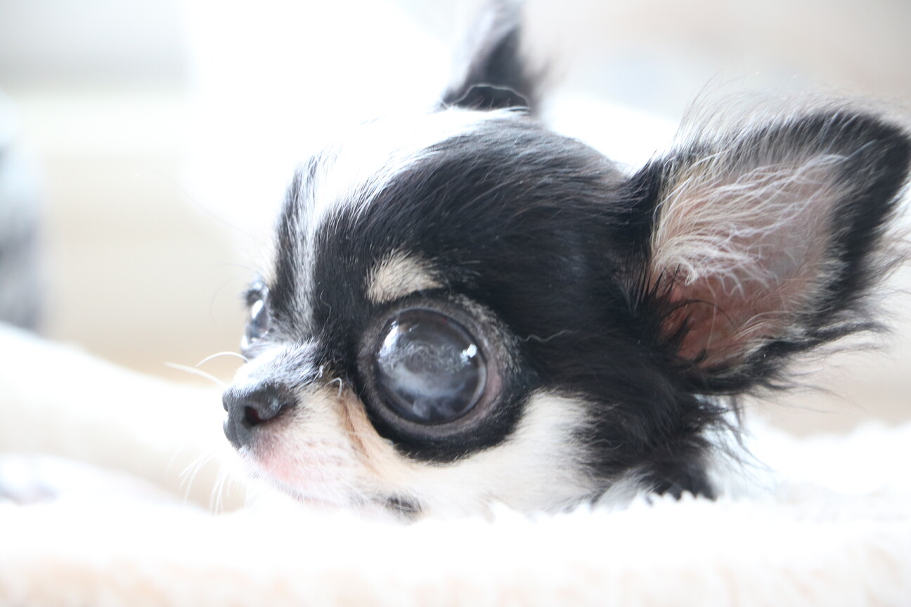 愛犬の眼を守ろう! いつまでも見つめあえるように失明を防ごう!