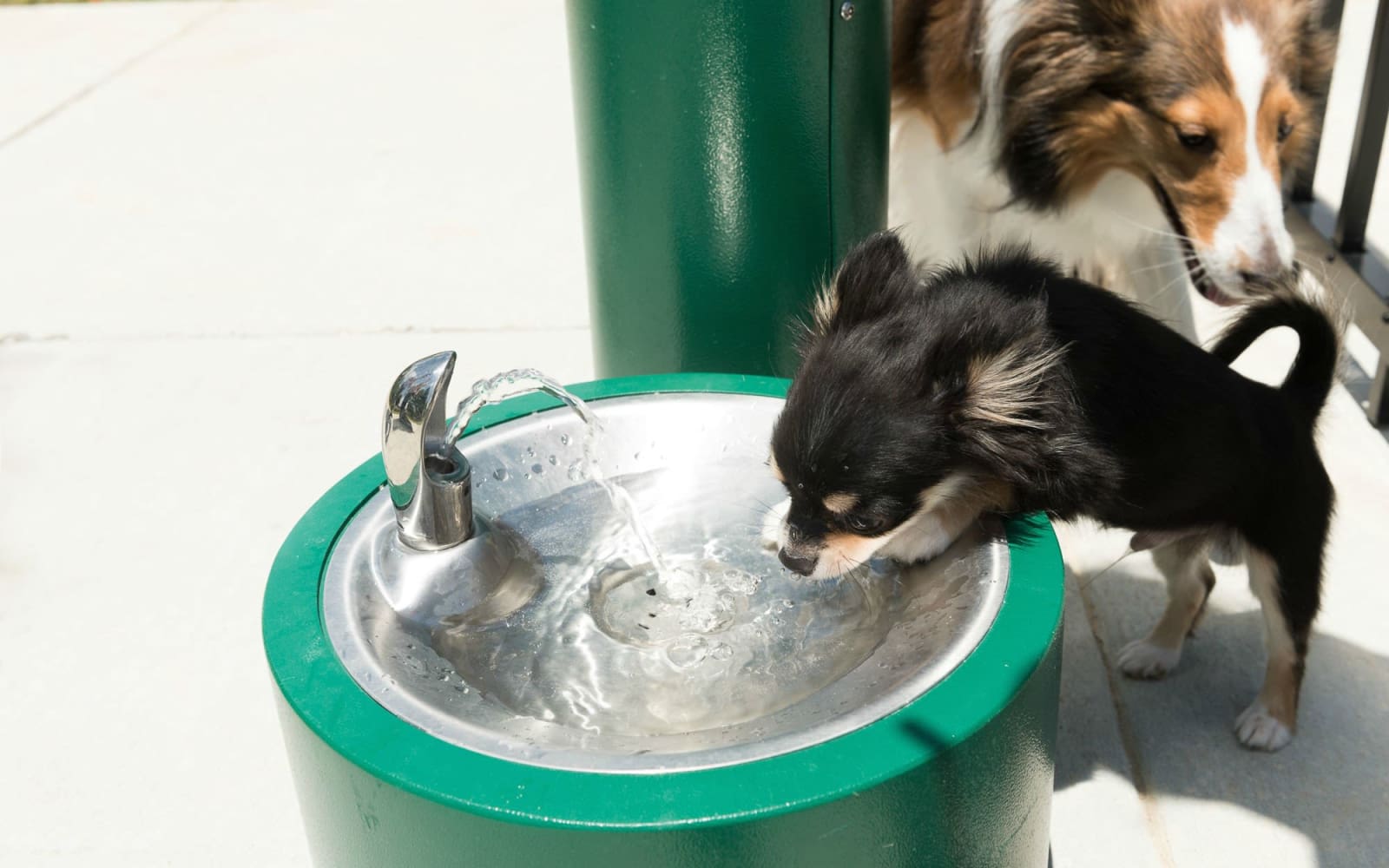 犬が１日に必要な水分量は?飲みすぎや飲まないときに考えられる原因