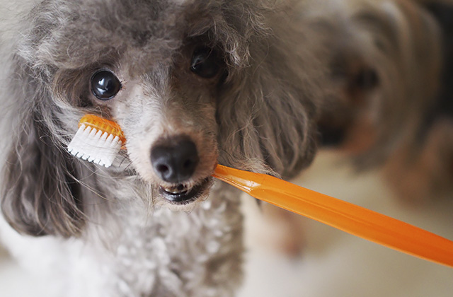 犬が歯磨きをするメリットは何？　愛犬が歯磨きを嫌がるときの対策法
