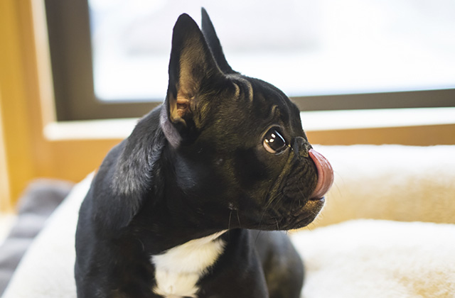 犬が床を舐める４つの理由　床を舐める癖をやめさせる方法は？