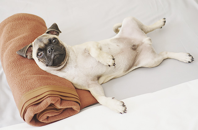 犬がトイレで寝てしまう５つの理由と対策法！