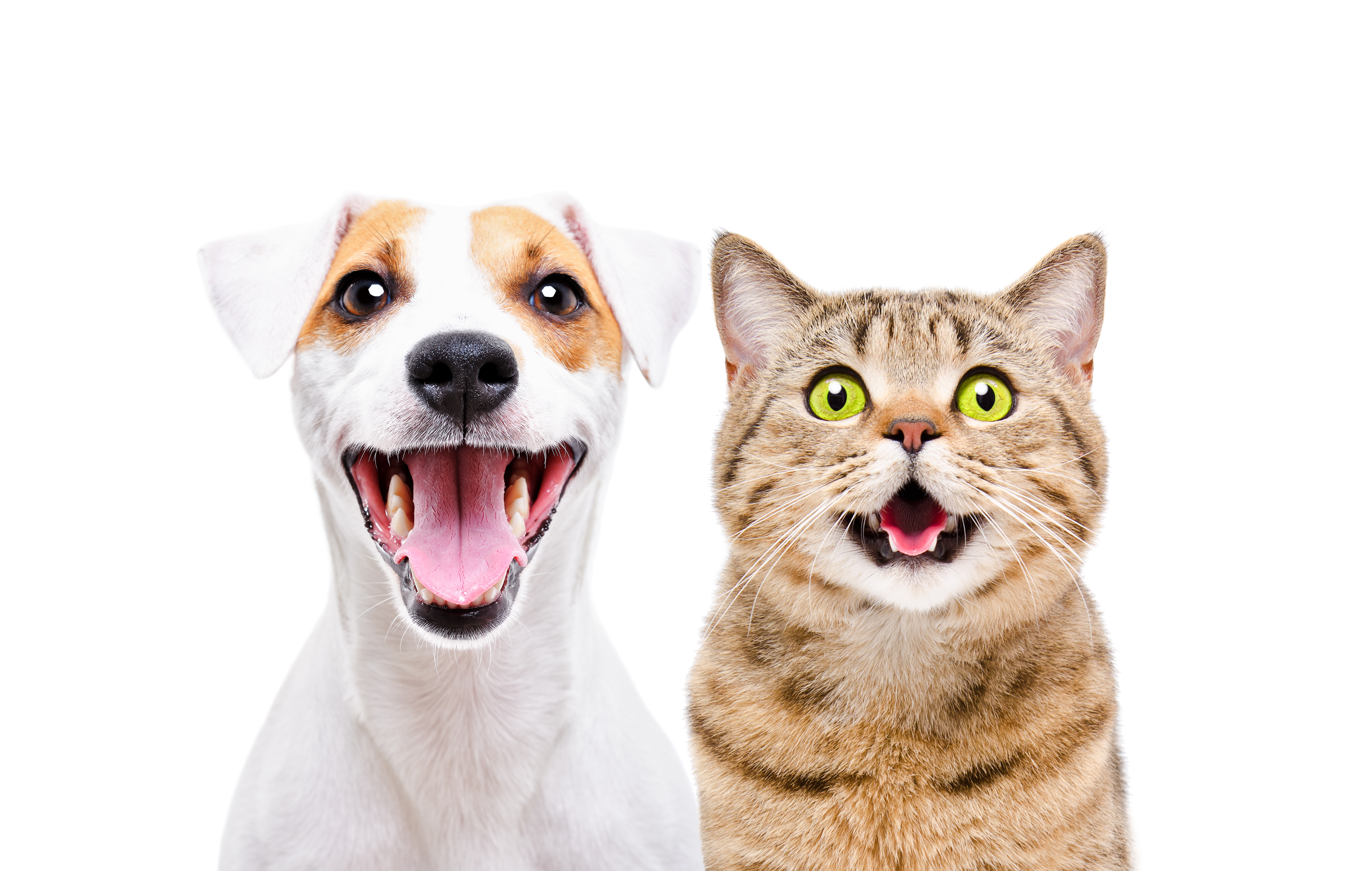 犬と猫の歯周病について