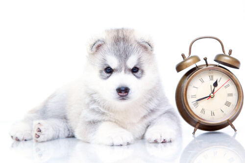 犬は時間を理解しているの? 犬に時間の長さってわかるの?