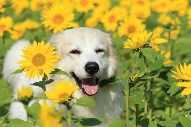 もうすぐ夏がやって来る！ペットと過ごす夏の楽しみ方